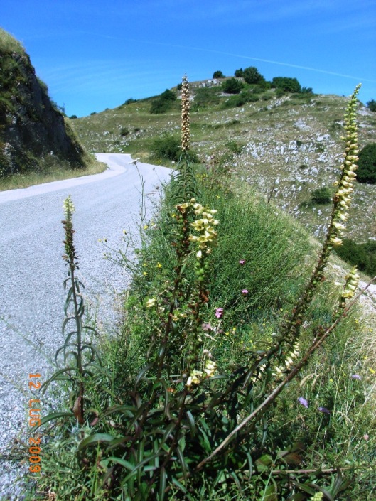 Digitalis micrantha  e D. ferruginea